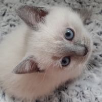 Photo #256353 de luna