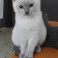 Photo #256354 de luna