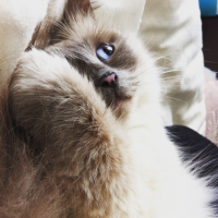 Photo #256370 de Igloo