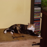Photo #256416 de LUNA