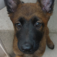 Photo de l'animal n°34365