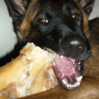 Photo de l'animal n°34365