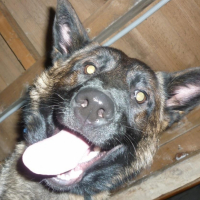 Photo de l'animal n°34365