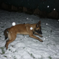 Photo de l'animal n°34365