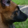 Photo de l'animal n°34365