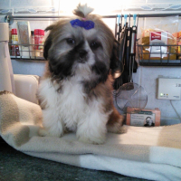 Photo #256601 de craquotte