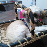 Photo #256605 de craquotte