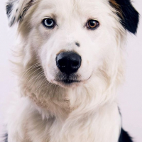 Photo #256627 de Jinko