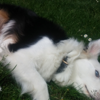 Photo #256628 de Jinko
