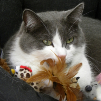 Photo #256637 de GASTON