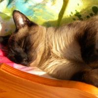 Photo #256640 de FILOU