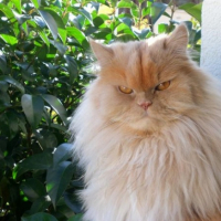 Photo #256641 de Pooky