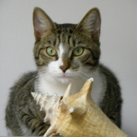 Photo #256654 de IGLOO