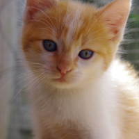 Photo #256656 de ARCHIMEDE