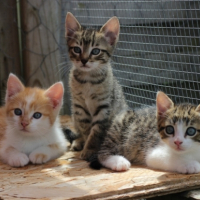 Photo #256660 de ARCHIMEDE