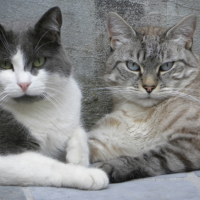 Photo #256662 de NOUGAT