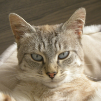 Photo #256663 de NOUGAT