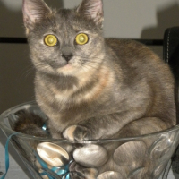 Photo #256665 de GAIA