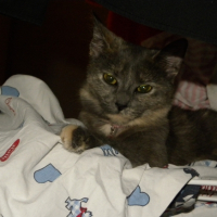 Photo #256667 de GAIA