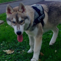 Photo #256708 de Nùko