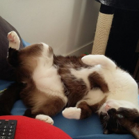 Photo #256764 de Idefix