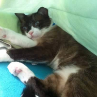 Photo #256771 de Idefix