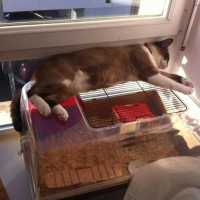 Photo #256772 de Idefix