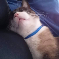 Photo #256773 de Idefix