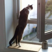 Photo #256774 de Idefix
