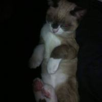 Photo #256775 de Idefix