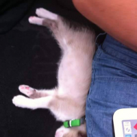 Photo #256776 de Idefix
