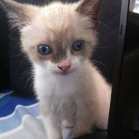 Photo #256777 de Idefix
