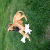 Photo de l'animal n°34491