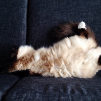 Photo #256829 de Samy
