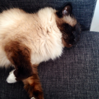 Photo #256830 de Samy