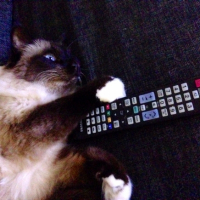 Photo #256831 de Samy