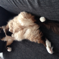 Photo #256832 de Samy