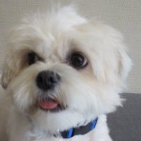 Photo #256837 de Dexter