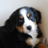 Photo de l'animal n°34511