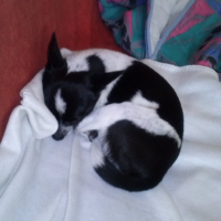 Photo #256913 de Harley 