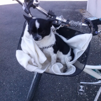 Photo #256914 de Harley 
