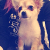 Photo de l'animal n°34547