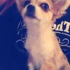 Photo de l'animal n°34547