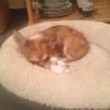 Photo de l'animal n°34547