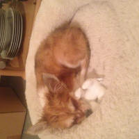 Photo de l'animal n°34547