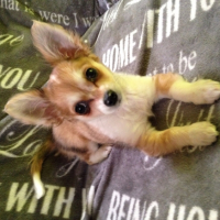 Photo de l'animal n°34547