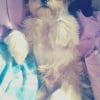 Photo de l'animal n°34571