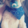 Photo de l'animal n°34571