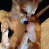 Photo de l'animal n°34547