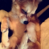 Photo de l'animal n°34547